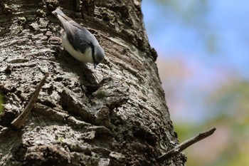 Eurasian Nuthatch(asiatica) 野幌森林公園 Wed, 5/10/2023