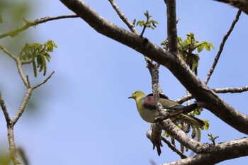 White-bellied Green Pigeon 野幌森林公園 Wed, 5/10/2023