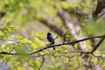 Blue-and-white Flycatcher 野幌森林公園 Wed, 5/10/2023