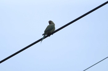 ワカケホンセイインコ 場所が不明 撮影日未設定