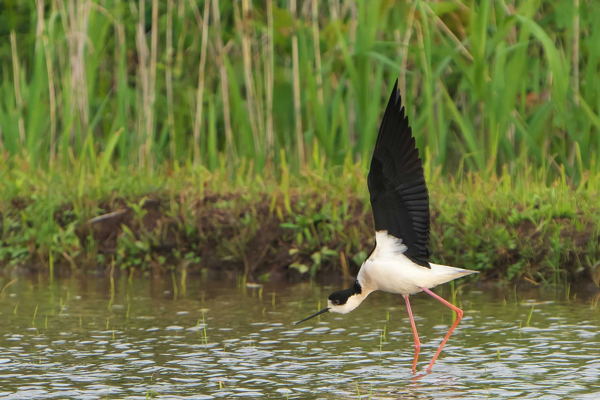 Black-winged Stilt