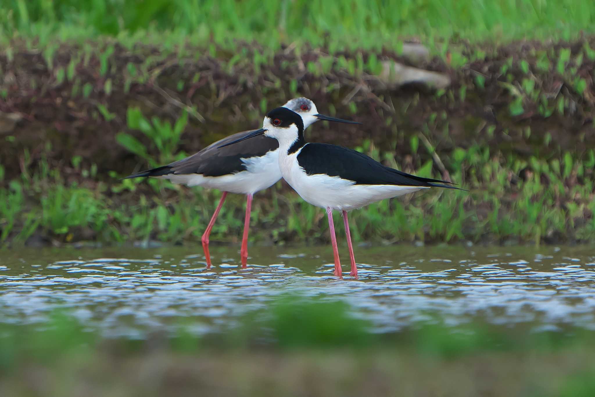 Photo of Black-winged Stilt at Mishima Island by 禽好き