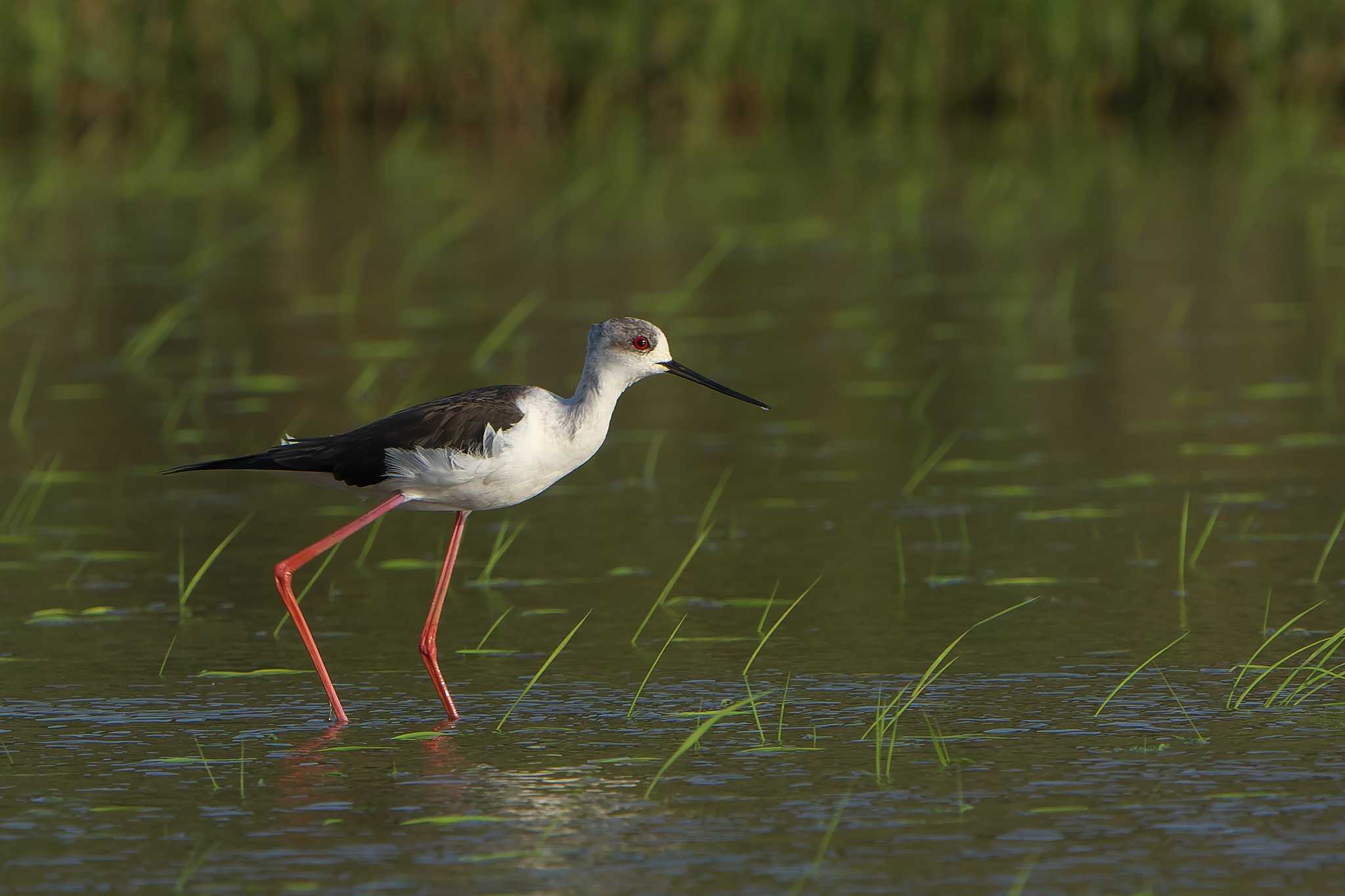 Black-winged Stilt