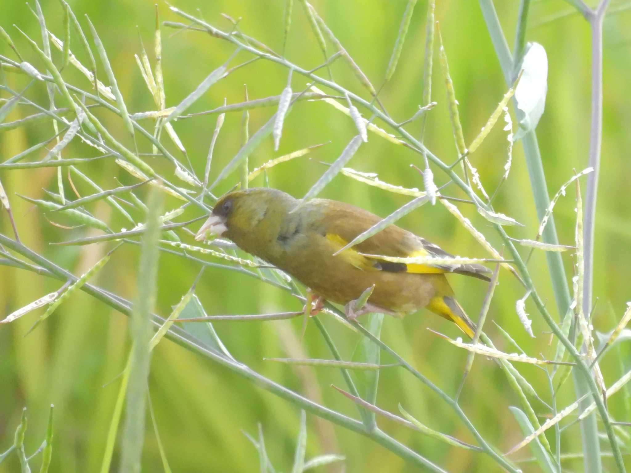 Grey-capped Greenfinch