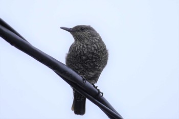 2023年5月7日(日) 島根県の野鳥観察記録