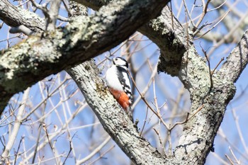 Great Spotted Woodpecker(japonicus) Tomakomai Experimental Forest Tue, 5/2/2023