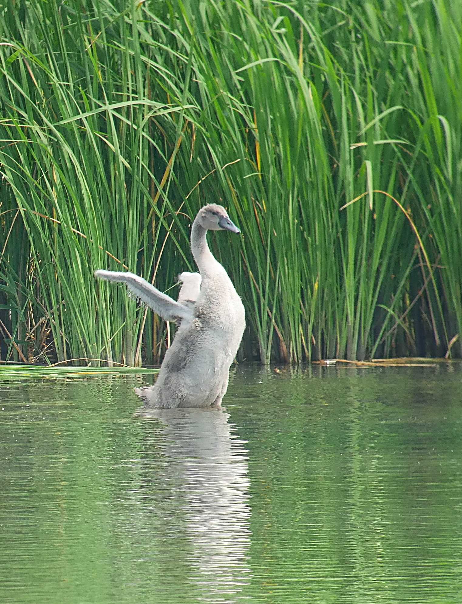 Photo of Mute Swan at 手賀川 by のりさん