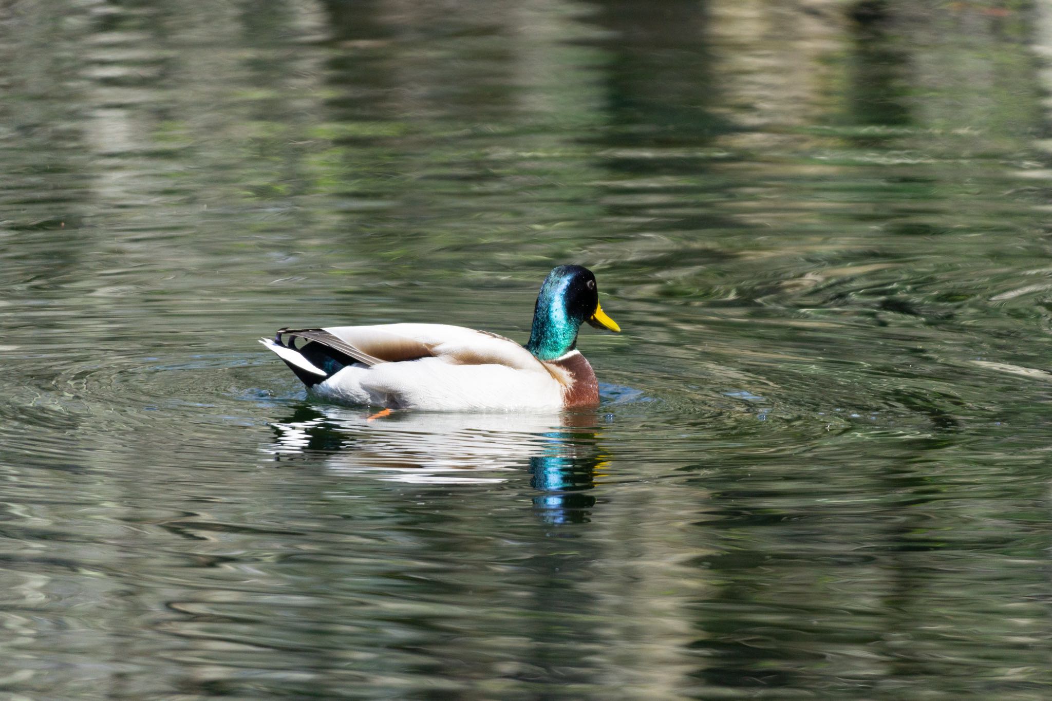 Photo of Mallard at Tomakomai Experimental Forest by マルCU