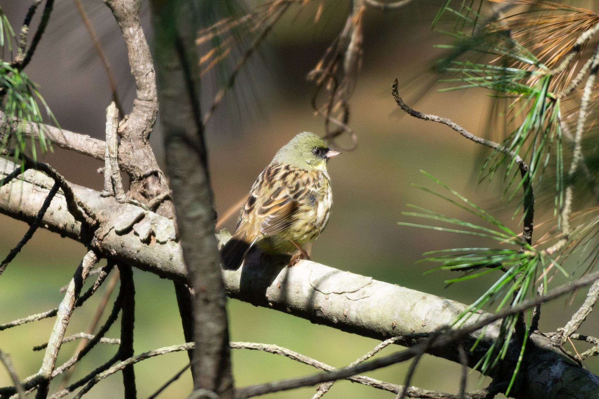 Photo of Masked Bunting at Tomakomai Experimental Forest by マルCU