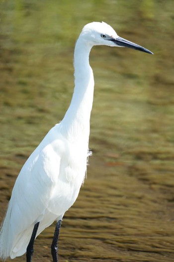 Little Egret 江津湖 Tue, 5/9/2023