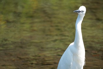 Little Egret 江津湖 Tue, 5/9/2023