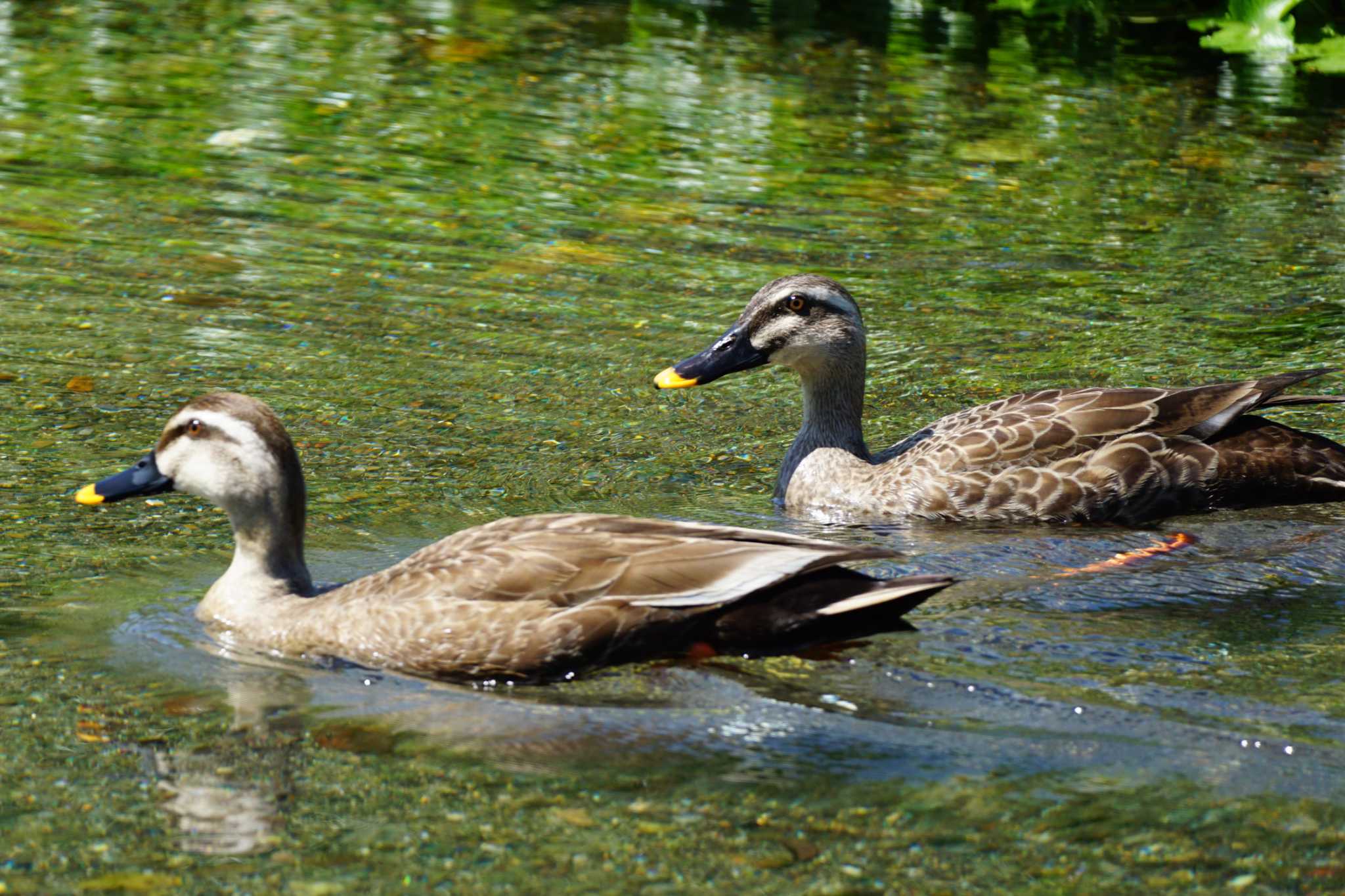 Eastern Spot-billed Duck