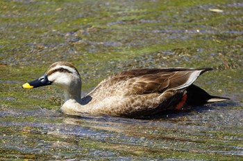 Eastern Spot-billed Duck 江津湖 Tue, 5/9/2023