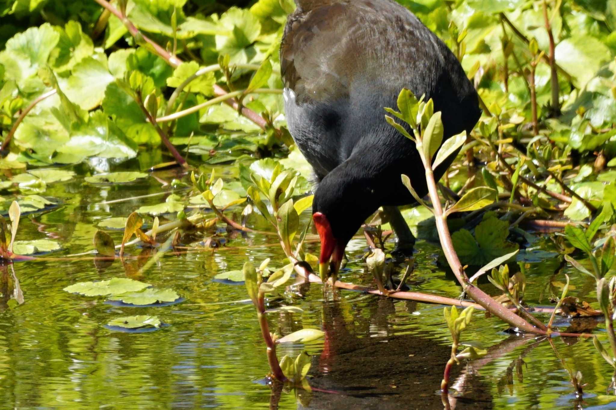 Common Moorhen