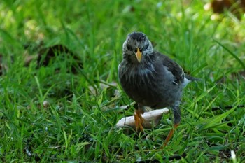 White-cheeked Starling 江津湖 Tue, 5/9/2023