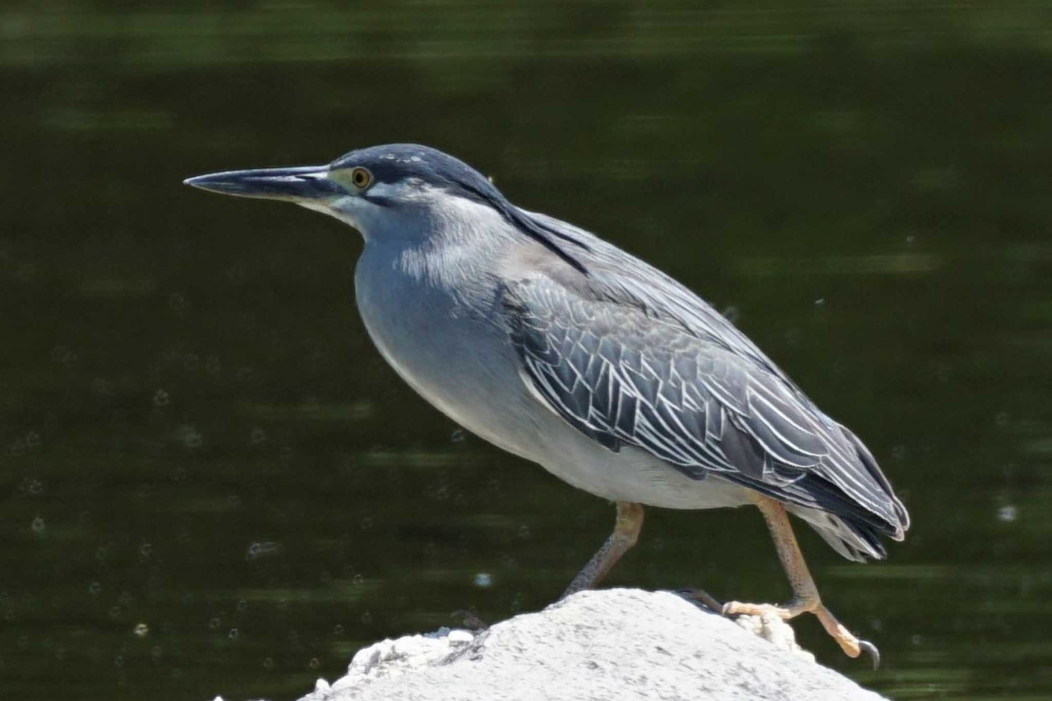 Striated Heron