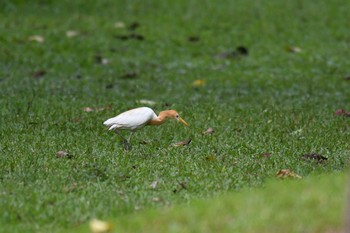 アマサギ ケーン・クラチャン国立公園 2018年6月11日(月)