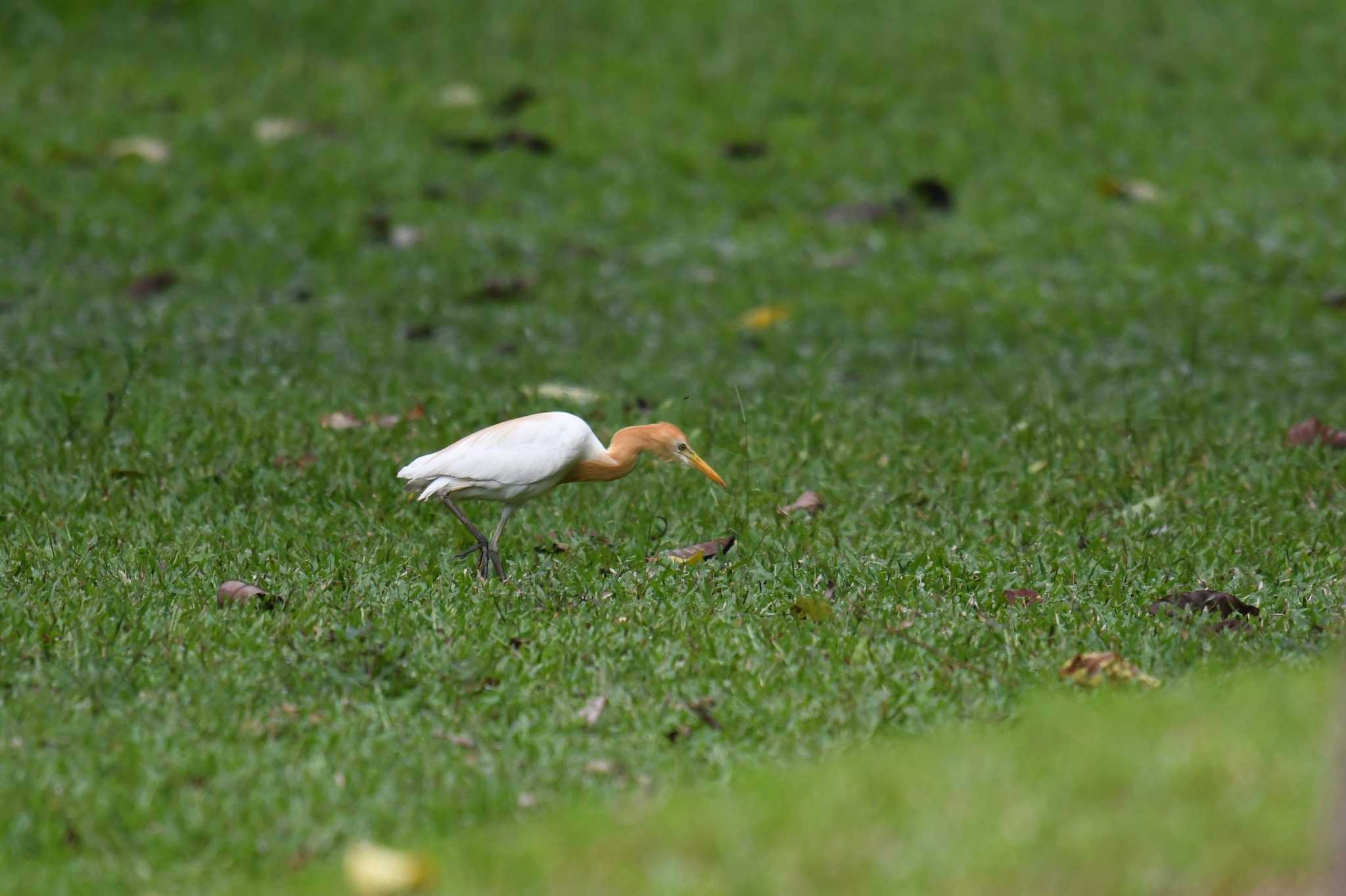 Eastern Cattle Egret