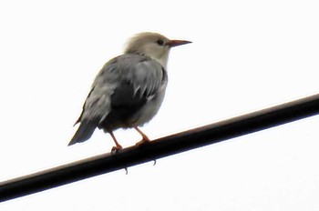 Red-billed Starling 豊橋市岩崎 Mon, 4/24/2023