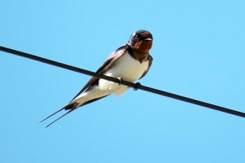 Barn Swallow 豊橋市岩崎 Thu, 4/27/2023