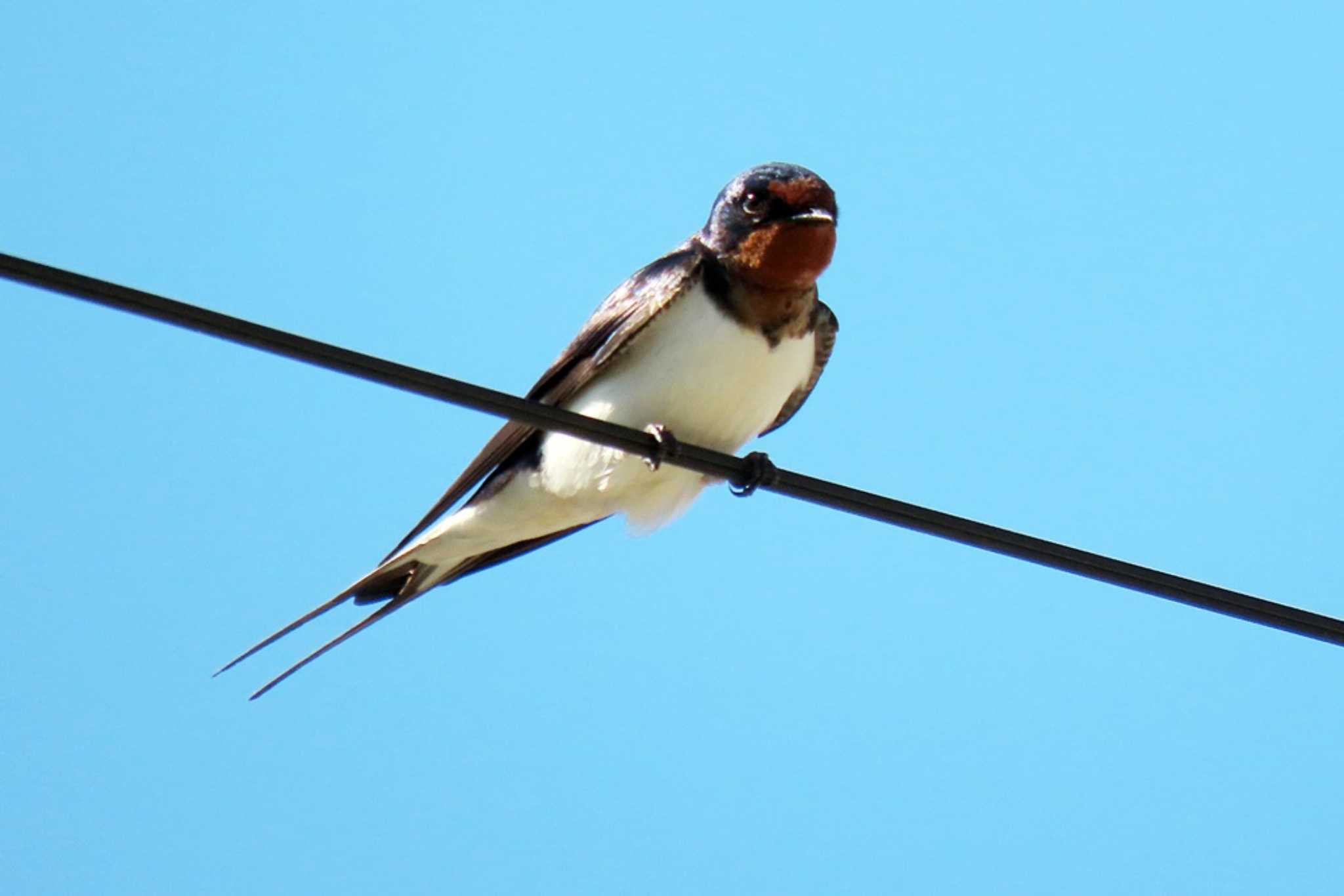 Photo of Barn Swallow at 豊橋市岩崎 by 陽路々(ひろろ)