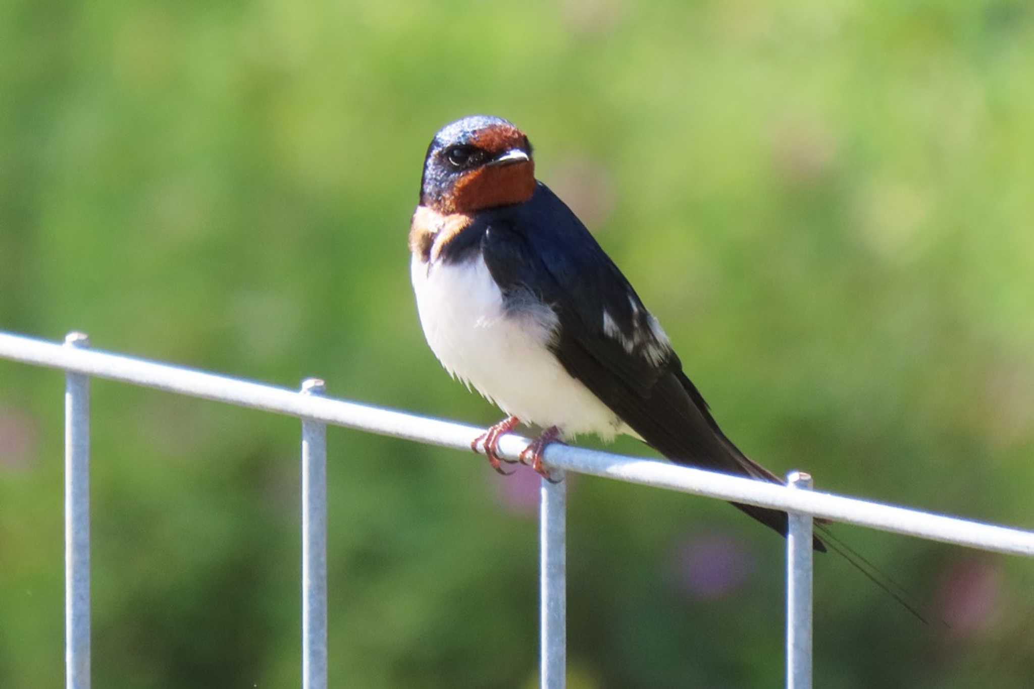 Photo of Barn Swallow at 東三河ふるさと公園 by 陽路々(ひろろ)