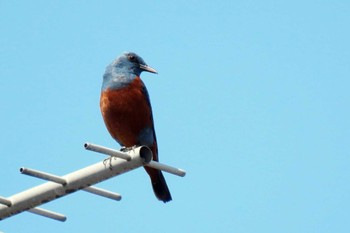 Blue Rock Thrush 豊川市八幡 Fri, 4/28/2023