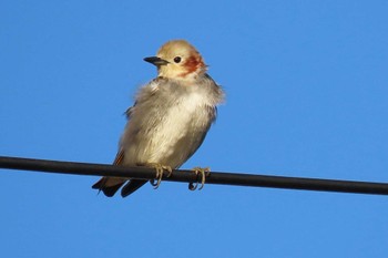 Chestnut-cheeked Starling 豊川市八幡 Mon, 5/1/2023