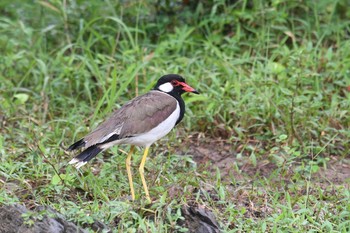 Sun, 6/10/2018 Birding report at Kaeng Krachan National Park