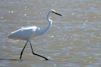 Great Egret 田原市汐川 Tue, 5/2/2023