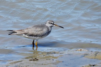 Grey-tailed Tattler 田原市汐川 Tue, 5/2/2023