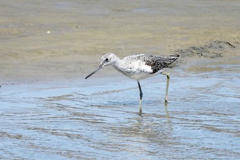 Common Greenshank 田原市汐川 Tue, 5/2/2023