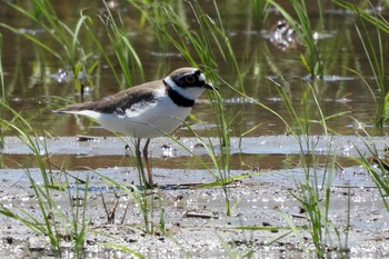 Little Ringed Plover 田原市汐川 Tue, 5/2/2023