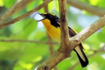 Narcissus Flycatcher 豊橋公園 Wed, 5/10/2023