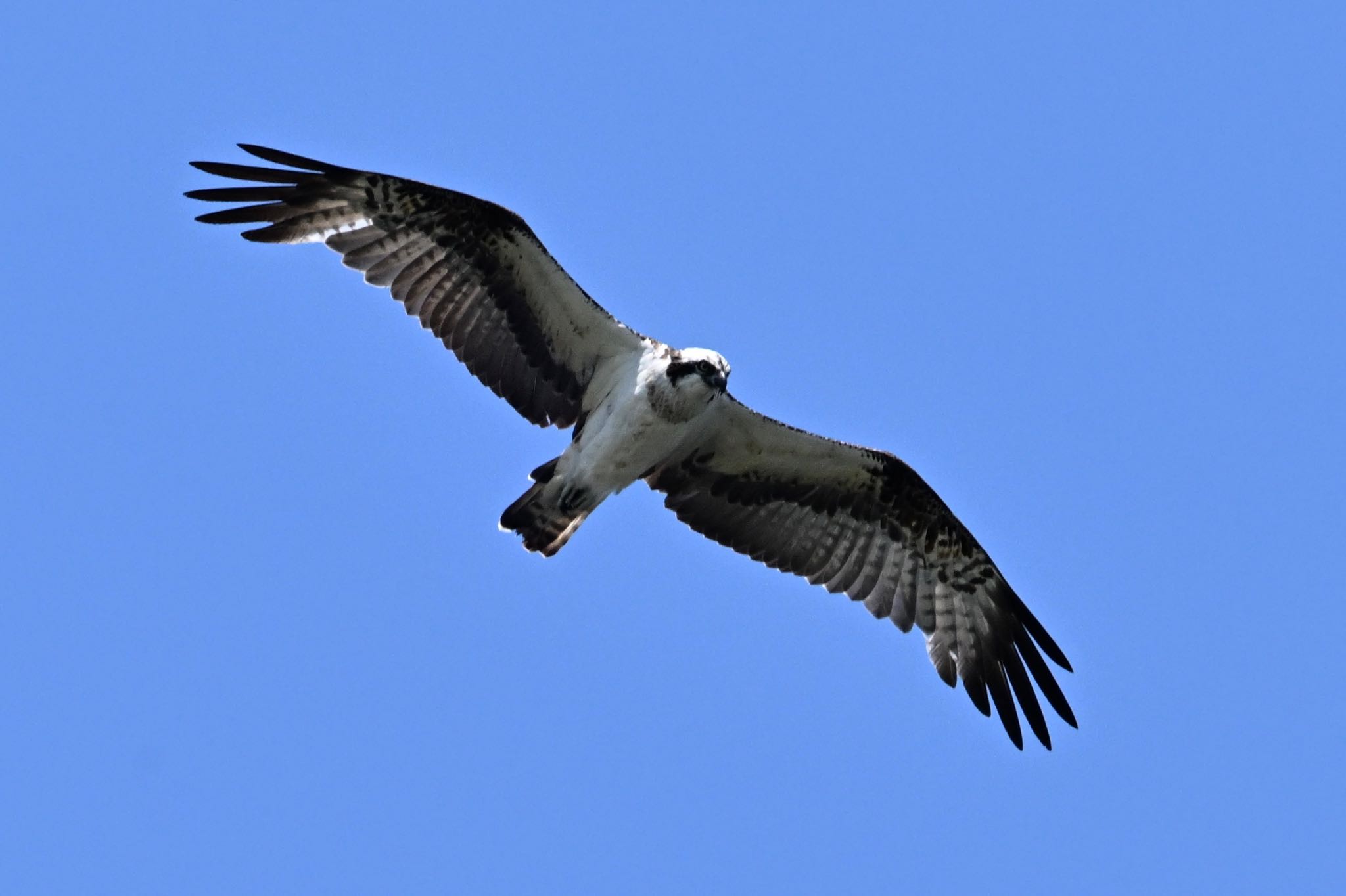 多摩川 ミサゴの写真 by Osprey