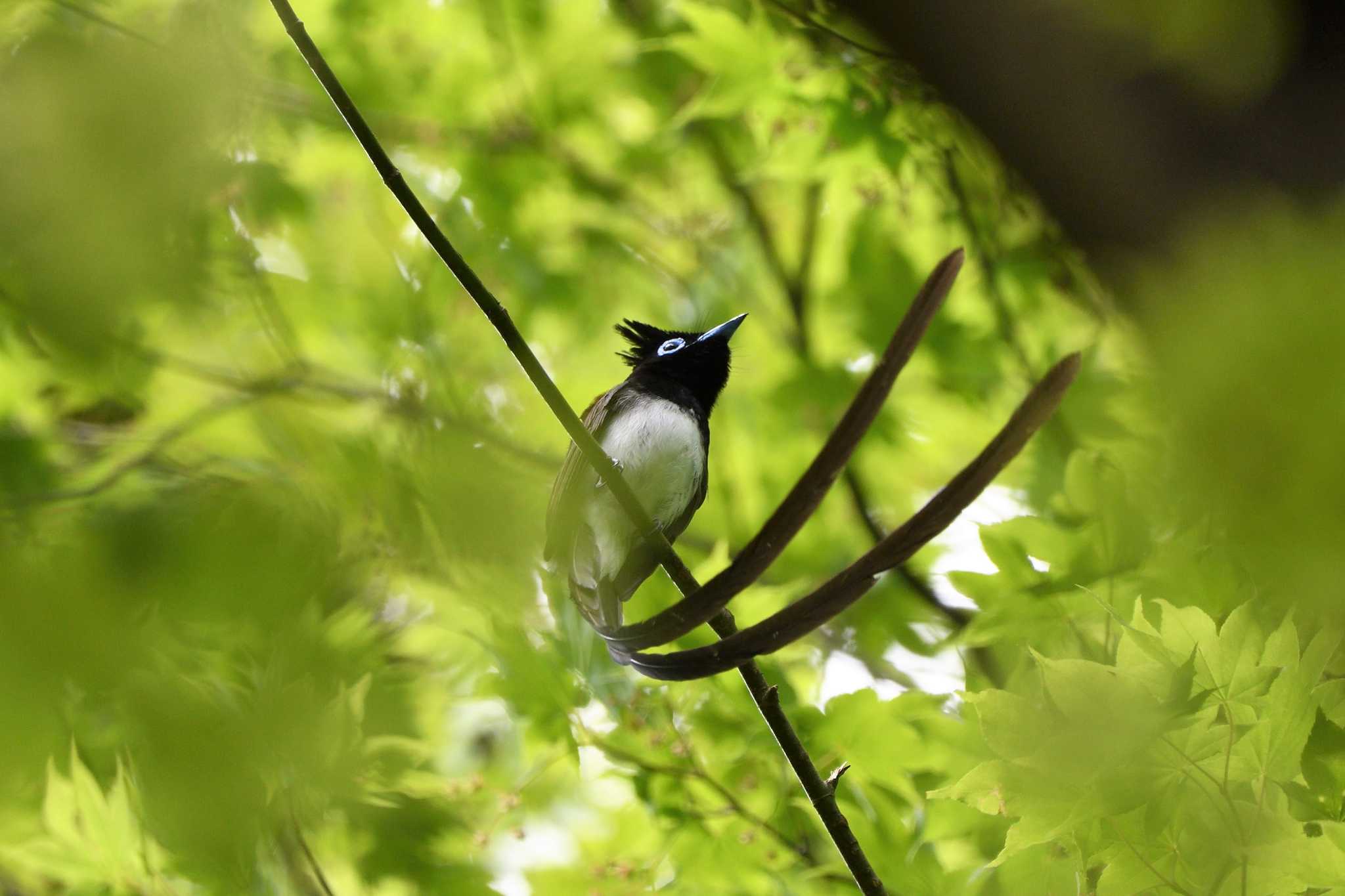 Black Paradise Flycatcher