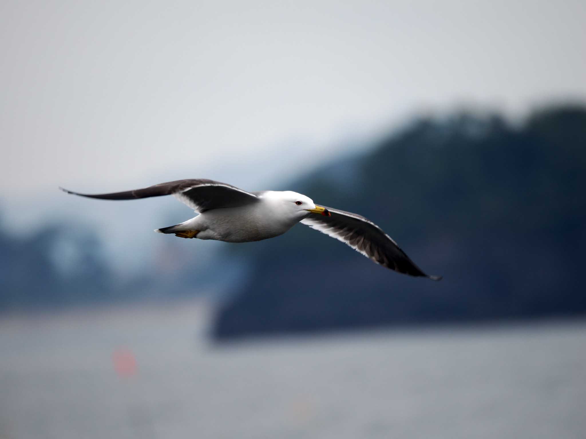 七ヶ浜 ウミネコの写真