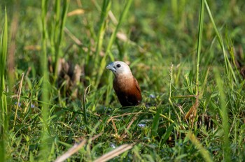 White-headed Munia Ubud Wed, 5/3/2023