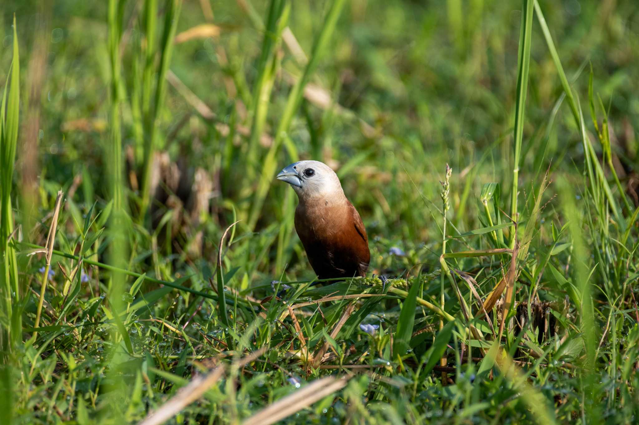 文鳥ではないバード