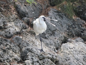 Sun, 4/30/2023 Birding report at 与根の三角池