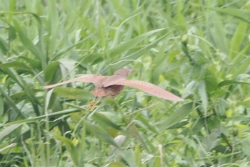 Sun, 4/30/2023 Birding report at 大山田イモ畑