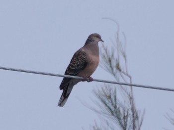 Oriental Turtle Dove(stimpsoni) 大山田イモ畑 Sun, 4/30/2023