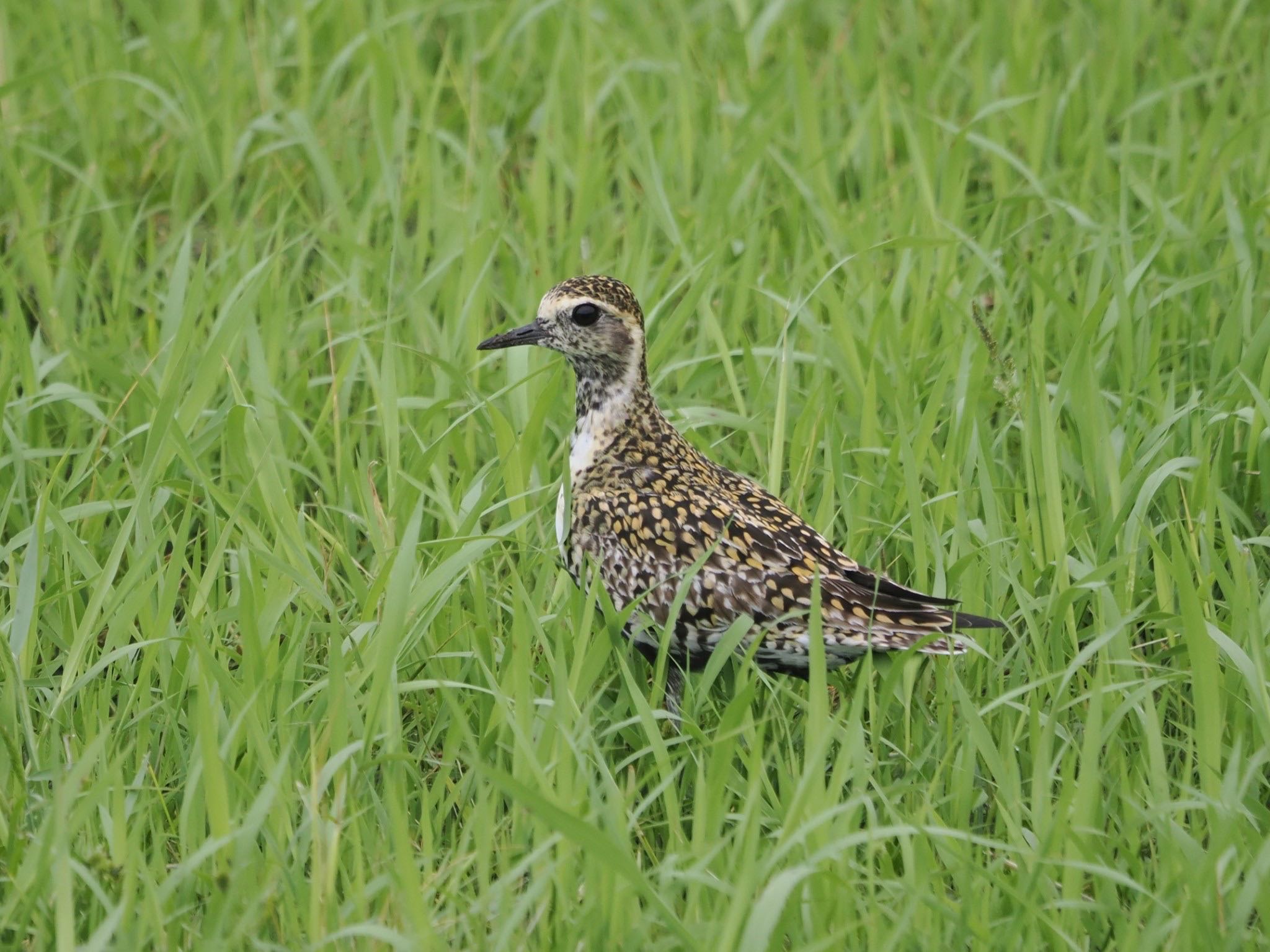 Pacific Golden Plover