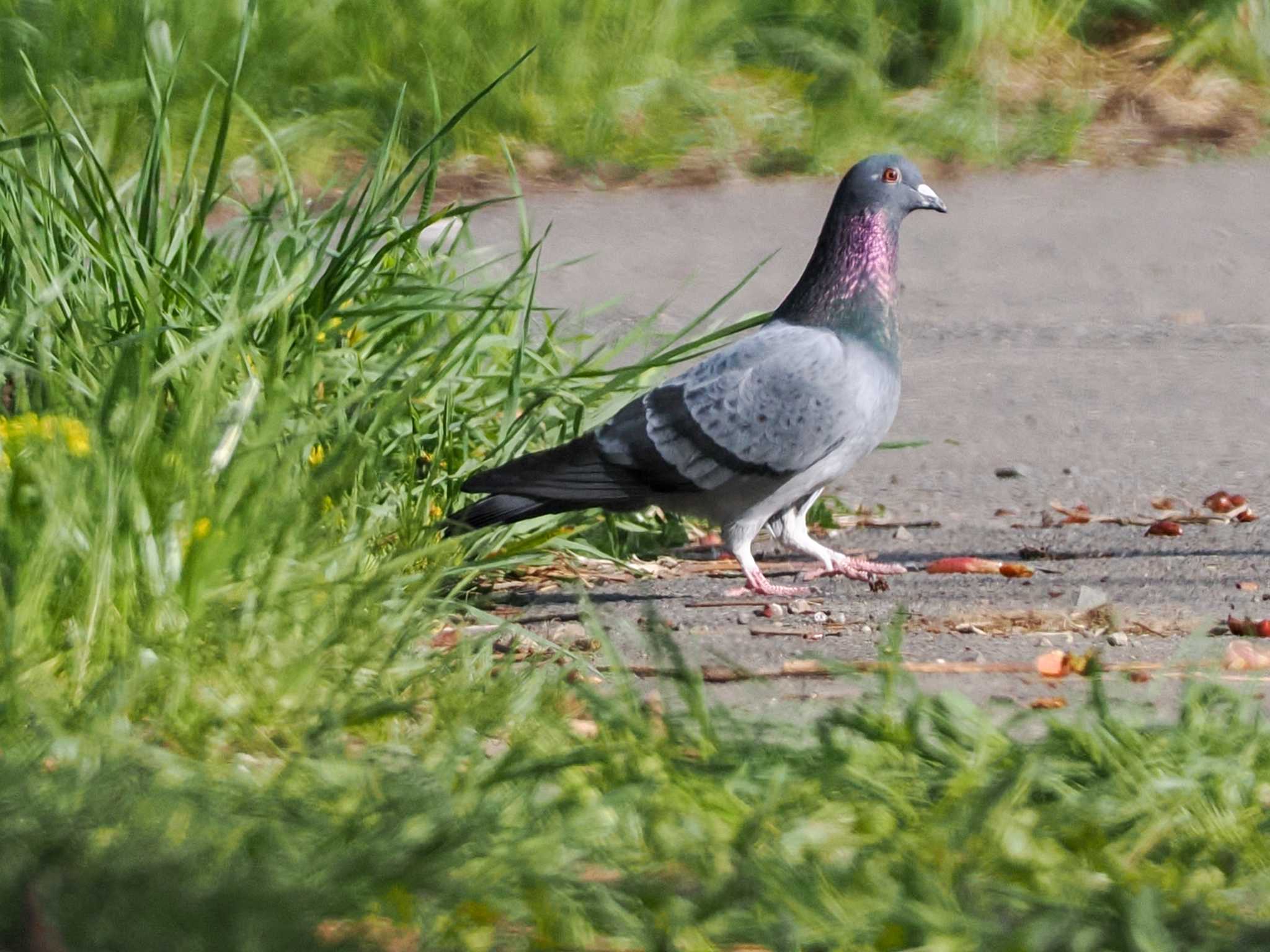 カワラバト