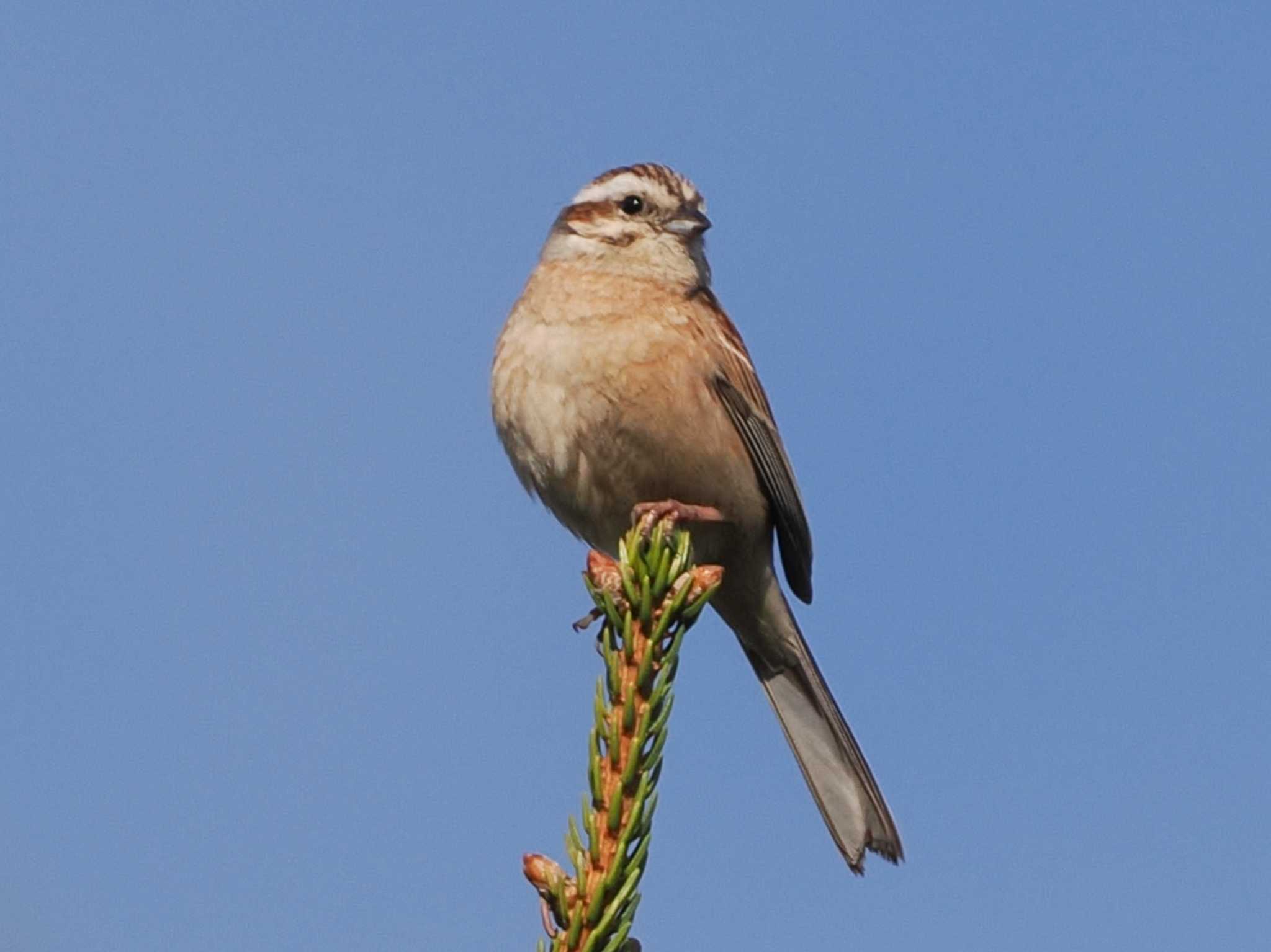 愛鳥週間初日。探鳥日数500日目でした。