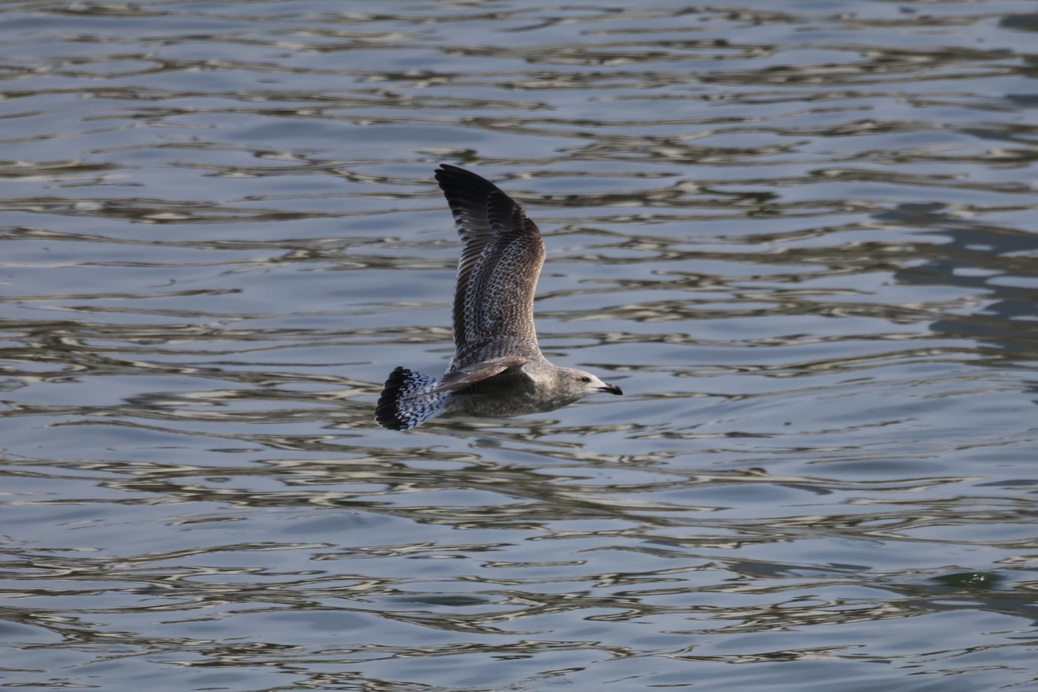 甲子園浜(兵庫県西宮市) ウミネコの写真 by yossan1969