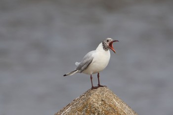 Black-headed Gull 甲子園浜(兵庫県西宮市) Fri, 5/5/2023