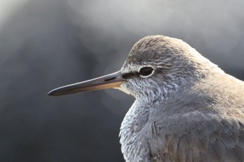 Grey-tailed Tattler 甲子園浜(兵庫県西宮市) Thu, 5/4/2023