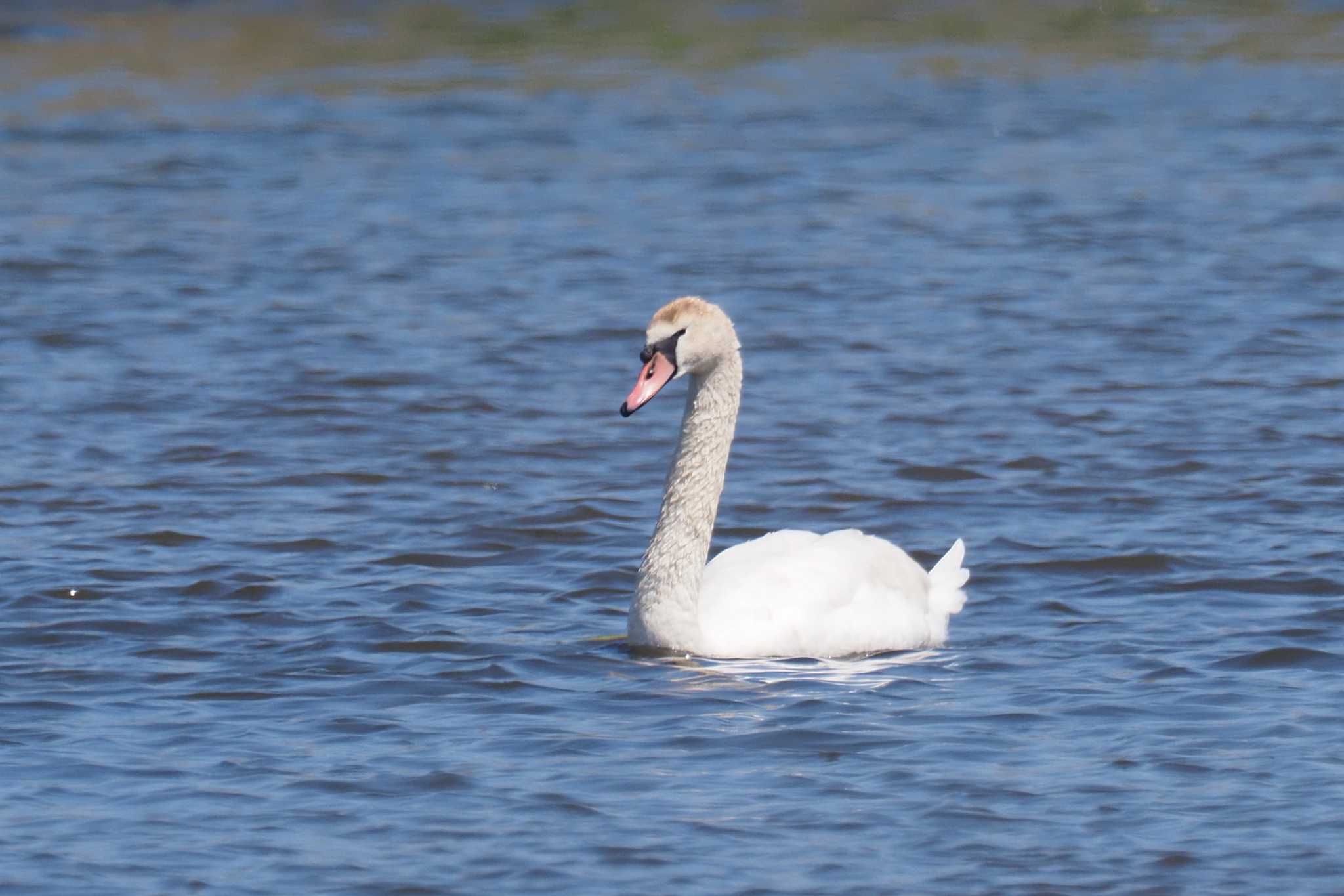 Mute Swan