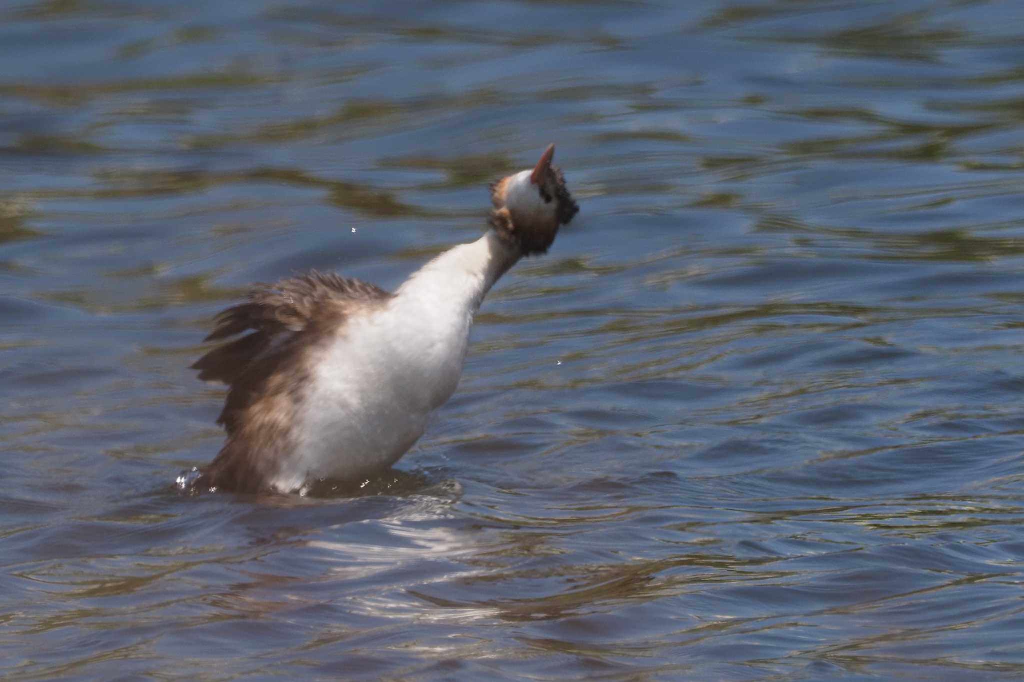 Great Crested Grebe